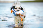 tricolour Tibet-Terrier