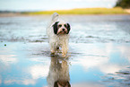 tricolour Tibet-Terrier