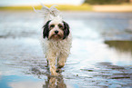 tricolour Tibet-Terrier