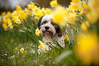 tricolour Tibet-Terrier