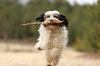 tricolour Tibet-Terrier