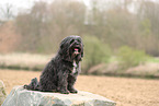 schwarzer Tibet-Terrier