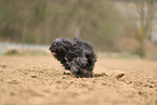 schwarzer Tibet-Terrier