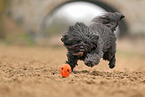 schwarzer Tibet-Terrier