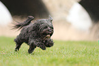 schwarzer Tibet-Terrier