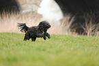 schwarzer Tibet-Terrier