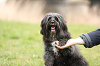 schwarzer Tibet-Terrier