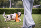 Tibet Terrier beim Hundesport