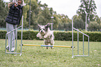 Tibet Terrier beim Hundesport