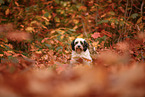 Tibet-Terrier