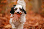 Tibet-Terrier