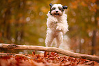 Tibet-Terrier