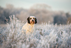 Tibet-Terrier