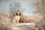 Tibet-Terrier