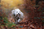 Tibet-Terrier