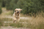 Tibet Terrier