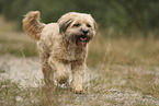 Tibet Terrier
