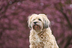 Tibet Terrier
