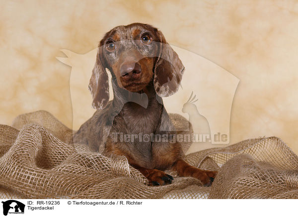 Tigerdackel / chocolate-tan-dapple Teckel / RR-19236