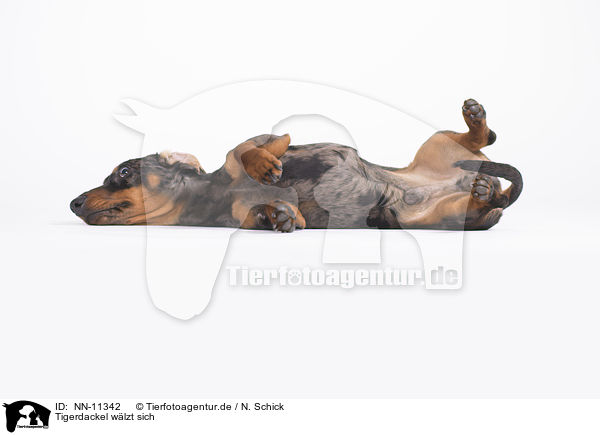 Tigerdackel wlzt sich / NN-11342