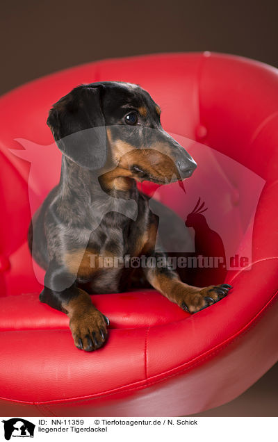liegender Tigerdackel / NN-11359