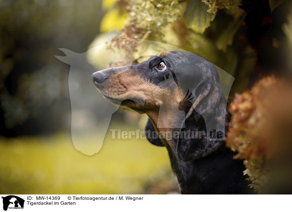 Tigerdackel im Garten / dachshund in the garden / MW-14369