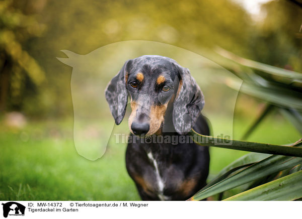 Tigerdackel im Garten / dachshund in the garden / MW-14372
