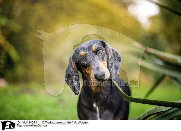 Tigerdackel im Garten / dachshund in the garden / MW-14374