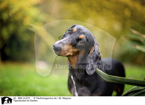 Tigerdackel im Garten / dachshund in the garden / MW-14375