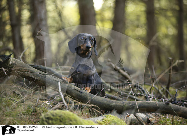 Tigerdackel / Tiger Dachshund / KB-15256