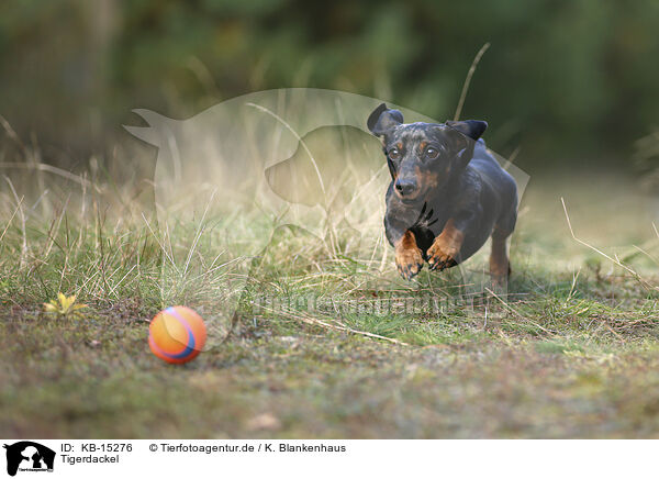 Tigerdackel / Tiger Dachshund / KB-15276