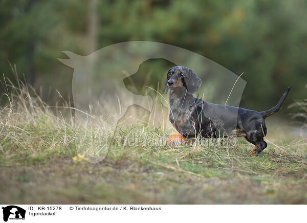 Tigerdackel / Tiger Dachshund / KB-15278