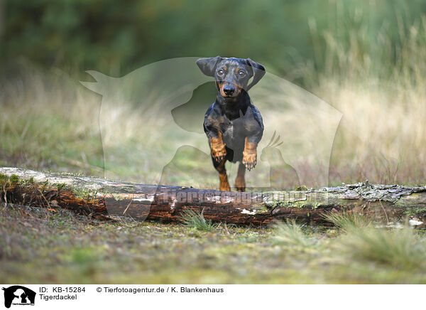Tigerdackel / Tiger Dachshund / KB-15284