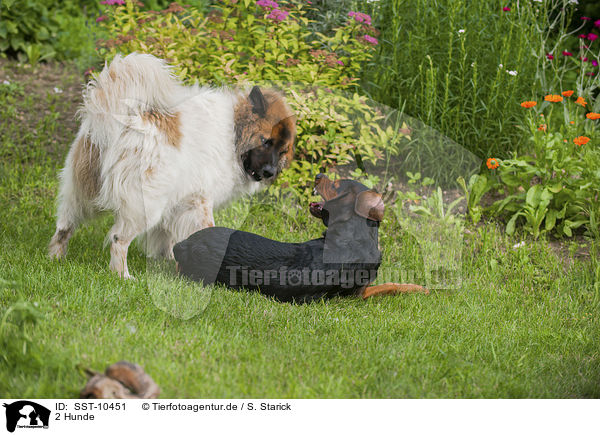 2 Hunde / SST-10451