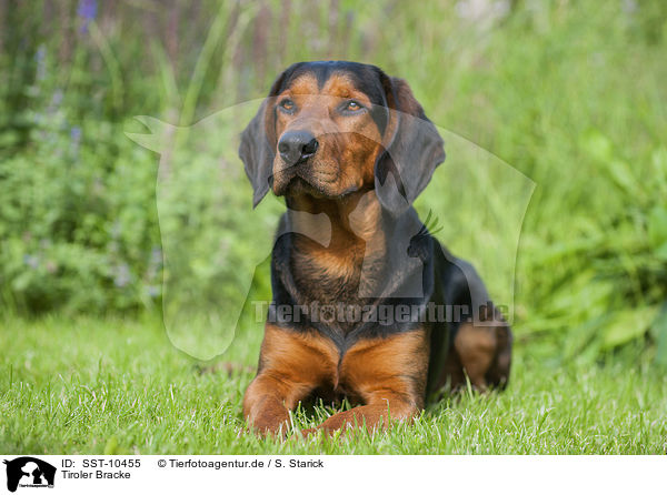 Tiroler Bracke / Tyrolean Hound / SST-10455