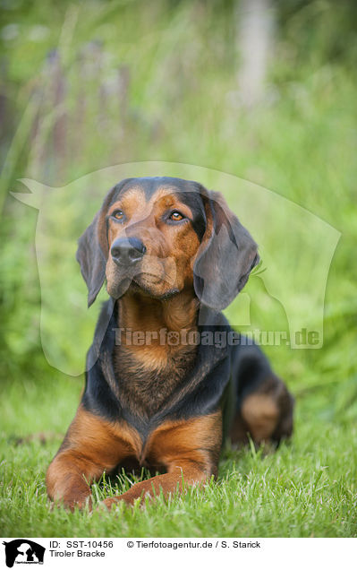 Tiroler Bracke / Tyrolean Hound / SST-10456