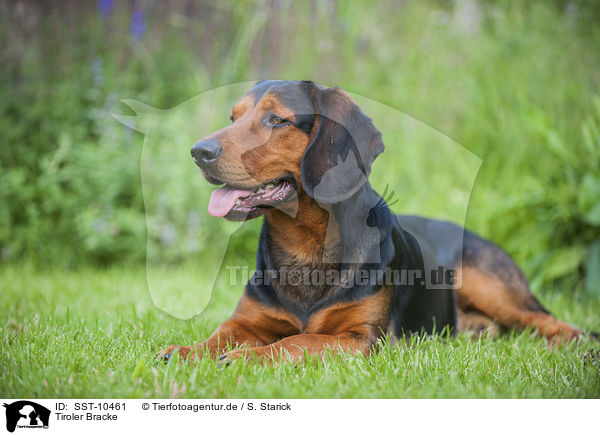 Tiroler Bracke / Tyrolean Hound / SST-10461