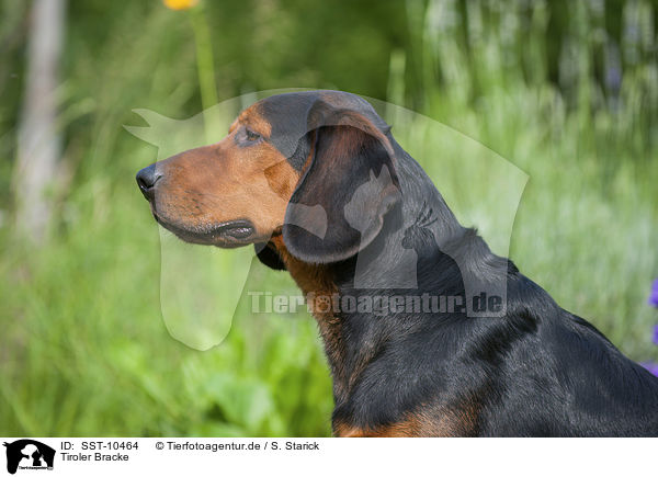 Tiroler Bracke / Tyrolean Hound / SST-10464