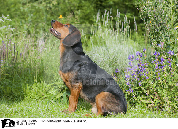 Tiroler Bracke / Tyrolean Hound / SST-10465