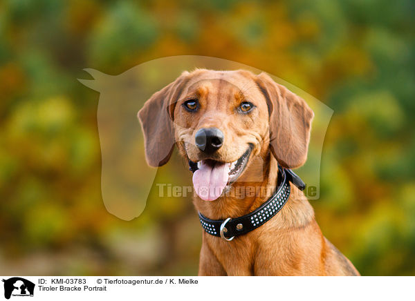 Tiroler Bracke Portrait / KMI-03783