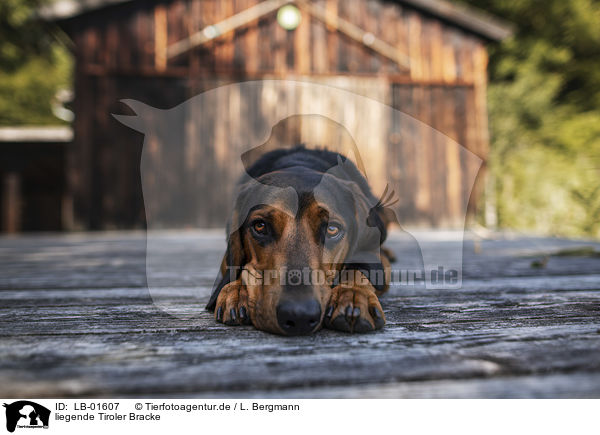 liegende Tiroler Bracke / lying Tyrolean hound / LB-01607