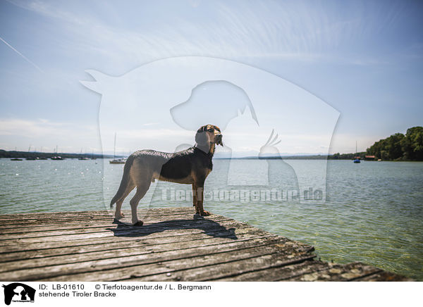 stehende Tiroler Bracke / standing Tyrolean hound / LB-01610