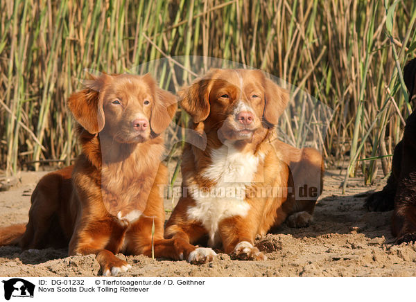 Nova Scotia Duck Tolling Retriever / DG-01232