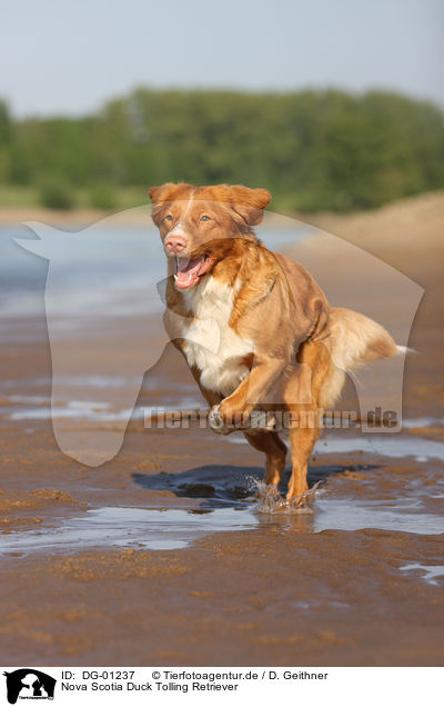 Nova Scotia Duck Tolling Retriever / DG-01237