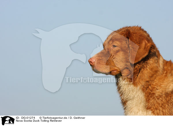 Nova Scotia Duck Tolling Retriever / Nova Scotia Duck Tolling Retriever / DG-01274