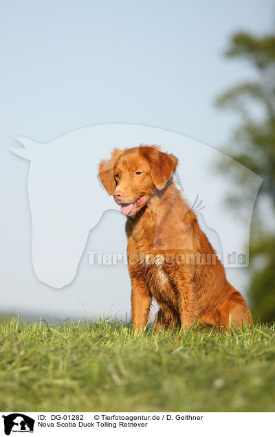 Nova Scotia Duck Tolling Retriever / Nova Scotia Duck Tolling Retriever / DG-01282