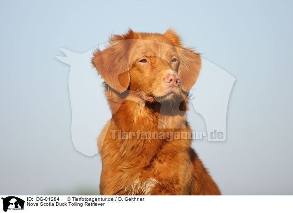 Nova Scotia Duck Tolling Retriever / Nova Scotia Duck Tolling Retriever / DG-01284