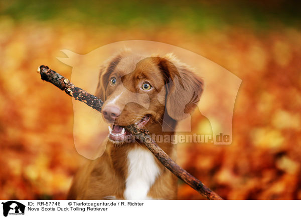 Nova Scotia Duck Tolling Retriever / Nova Scotia Duck Tolling Retriever / RR-57746