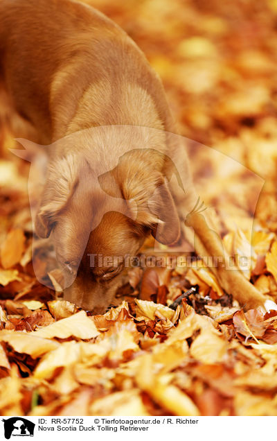 Nova Scotia Duck Tolling Retriever / Nova Scotia Duck Tolling Retriever / RR-57752