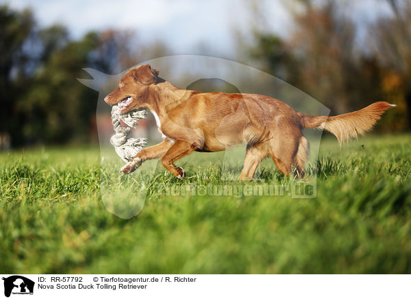 Nova Scotia Duck Tolling Retriever / Nova Scotia Duck Tolling Retriever / RR-57792